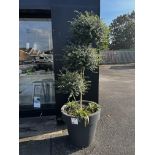 Large potted outdoor plant (Please ensure sufficient resource / handling aids are used to manage