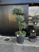 Large potted outdoor plant (Please ensure sufficient resource / handling aids are used to manage