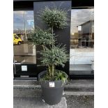 Large potted outdoor plant (Please ensure sufficient resource / handling aids are used to manage