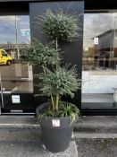Large potted outdoor plant (Please ensure sufficient resource / handling aids are used to manage