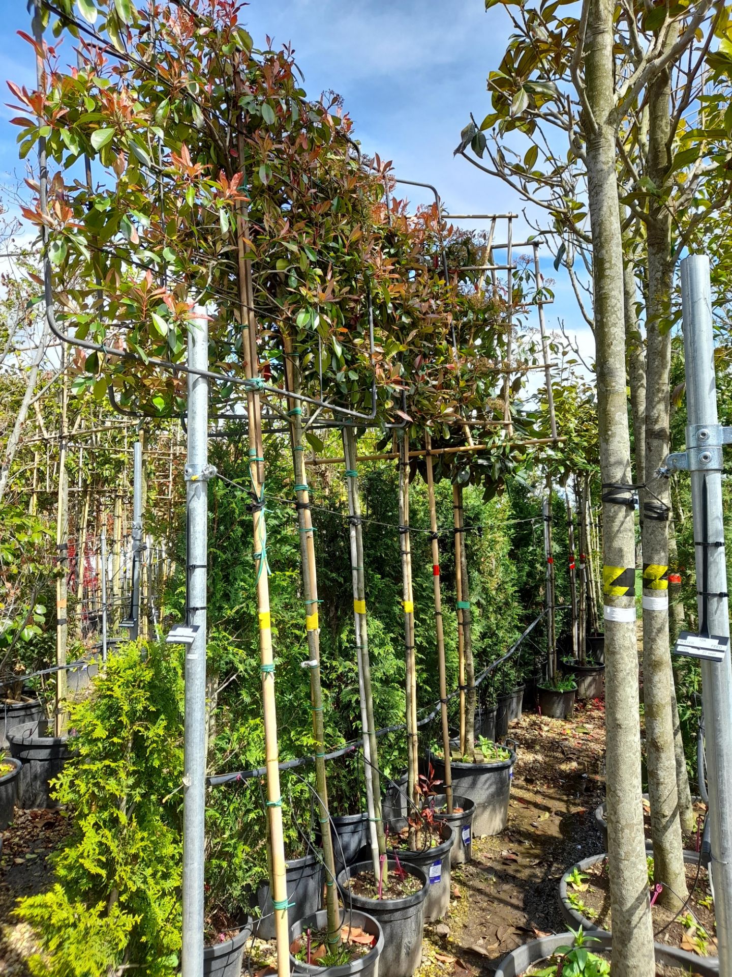 5 x Various Red Robin Pleached trees (Standard, 6-