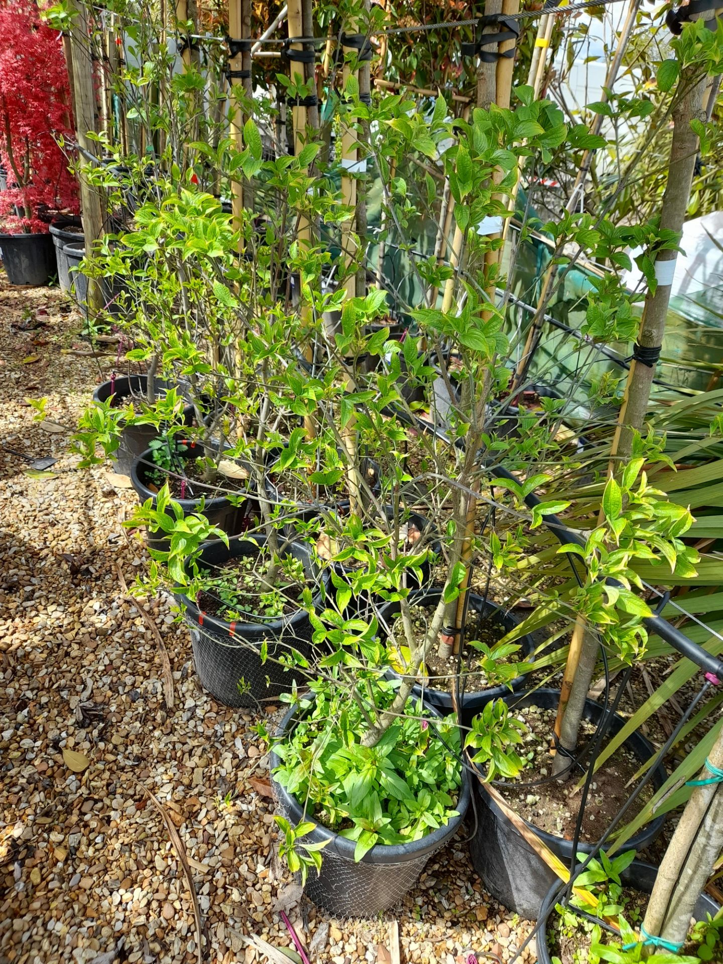 4 x Cornus Kousa multi-stem trees (135cm tall, 30 - Image 2 of 2