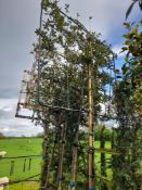 5 x Pleached Quercus Ilex (Standard, 8-10cm, 150 x