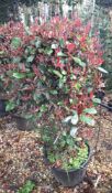 5 x Photinia Red Robin (Cone, 55 Litre pot, 150 –