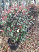 4 x Photinia Red Robin (Cone, 55 Litre pot, 150 –