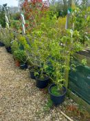 3 x 20L Weigela Florida Trees Located to F (Viewin