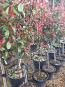 5 x Photinia Red Robin (1/2 Standard, lollipop, 6-