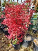 1 x Acer Bloodgood (150 – 175 cm, 25 Litre pot), l