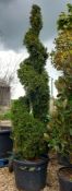 Thuja Plecata Spiral (3m) Located to 26/25/24B (Vi