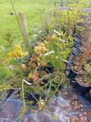 Quantity of various shrubs/plants to include Coton