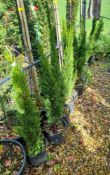 12 x Various Cupressus Sempervirens Pyamidalis, lo