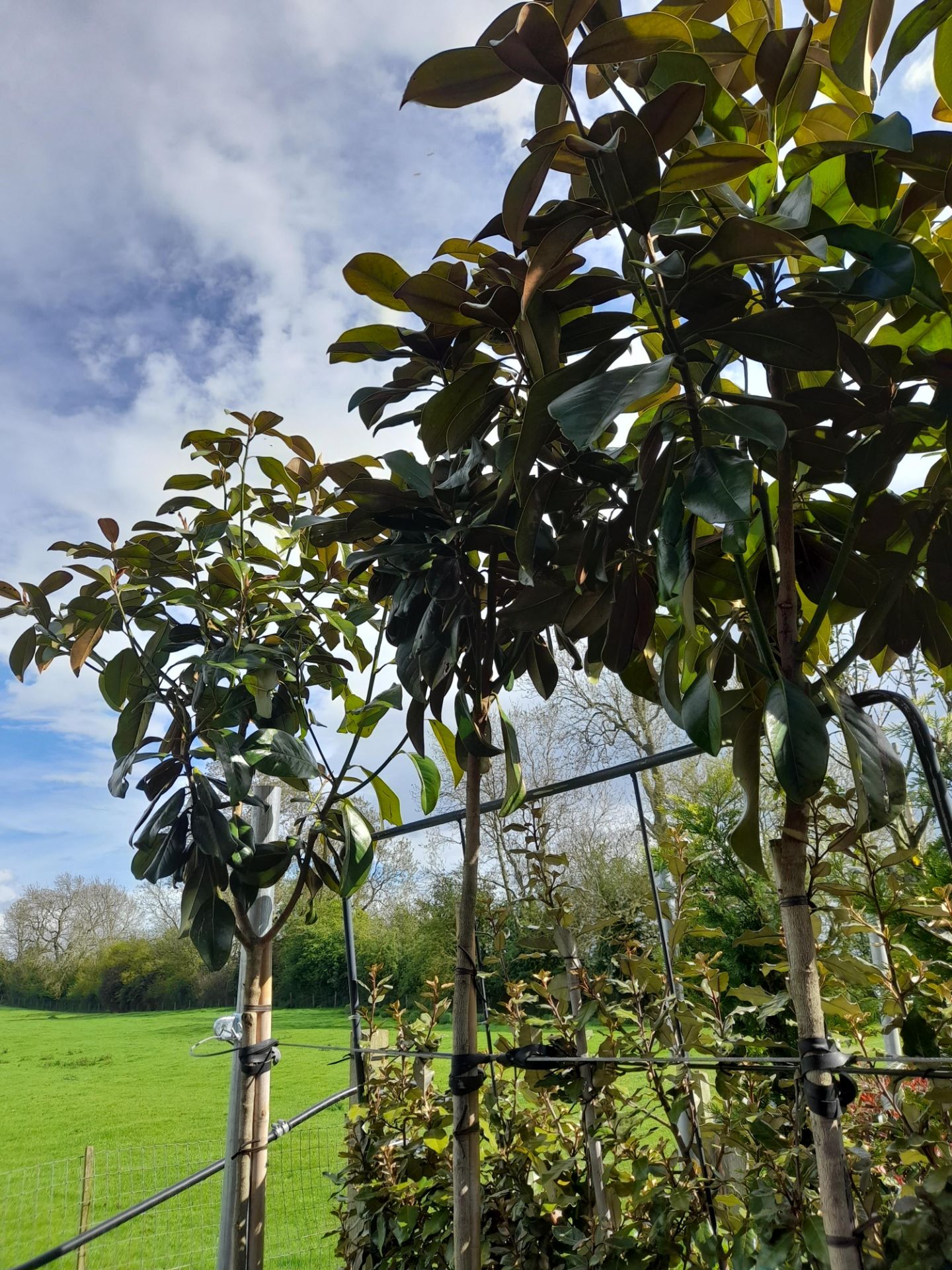 5 x Magnolia Grandiflora Praecox (Standard, 6 - 8) - Image 3 of 4