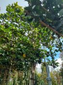 2 x Pleached Camellia Japonica Snowball, located t