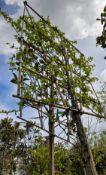 1 x Pleached Carpinus Betula (Hornbeam) (Standard,