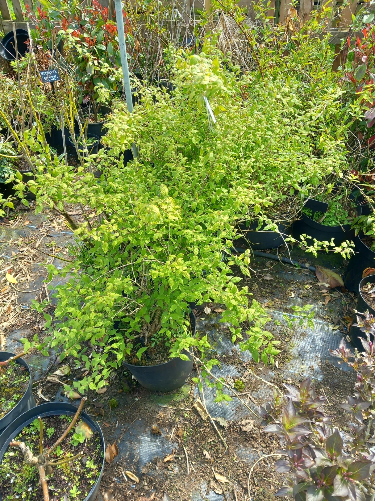 7 x 10L Deutzia’s Located to D (Viewing Strongly R