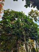 2 x Pleached Camellia Japonica Snowball, located t