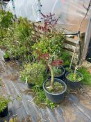 Approx. 20 x Various shrubs/plants to include R.Gl