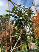 1 x Magnolia Grandiflora ¾ Pleached tree (clear st