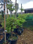 3 x Carpinus Betulas Cload Trees Located to 17B (V