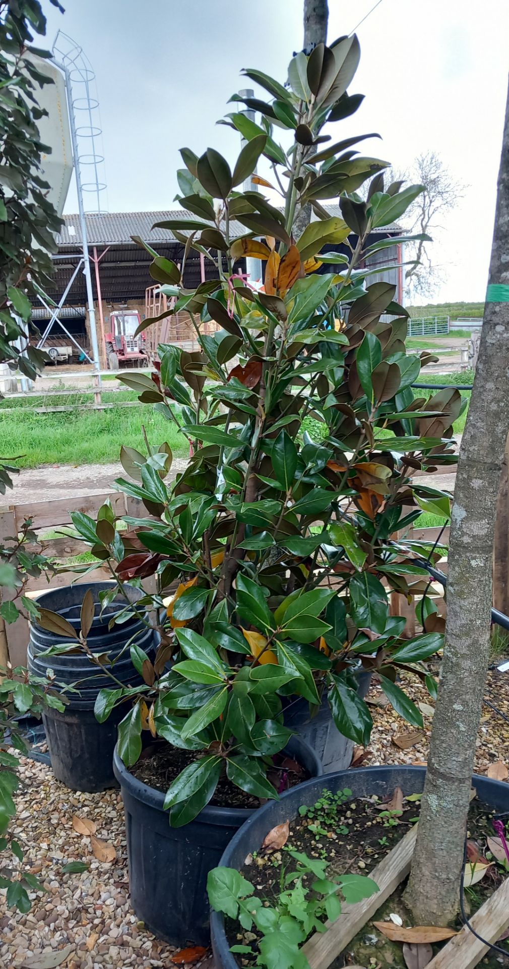 Magnolia Cone Located to 26/25/24B (Viewing Strong