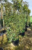 6 x Elaeagnus Ebbingeii (Pleached pot, 180 x 120cm