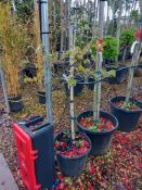 4 x Various Tress to include 3 x Becula Utilas and