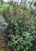 8 x Elaeagnus Ebbingei (25 Litre pots), located to