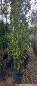 2 x Laurus Nobilos’s Located to 20B (Viewing Stron