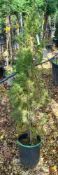 3 x Various trees / shrubs, to include Cupressus L