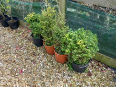 4 x 10L Various Box Hedges Located to F (Viewing S