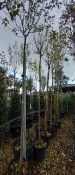 5 x Ligustrum Japanica’s Located to 18B (Viewing S