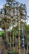 6 x Pleached Magnolia Grandiflora trees (Standard,