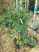 5 x Various Prunus Lusitanica (20 Litre pots), loc