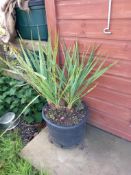 2 x Cordylin Australis Multi Stem Located to Offic