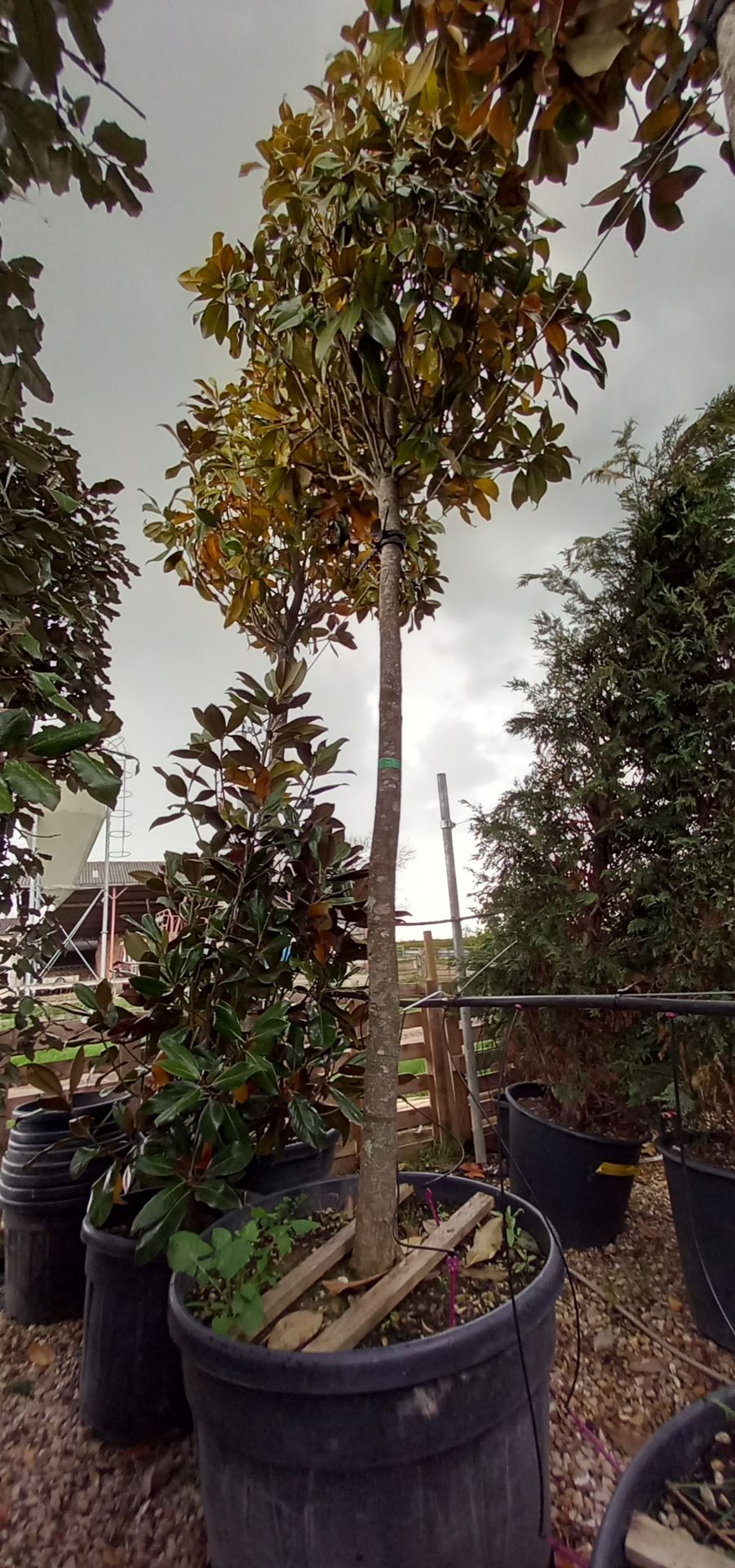 Magnolia Grandiflora (4.5m) Located to 23B (Viewin