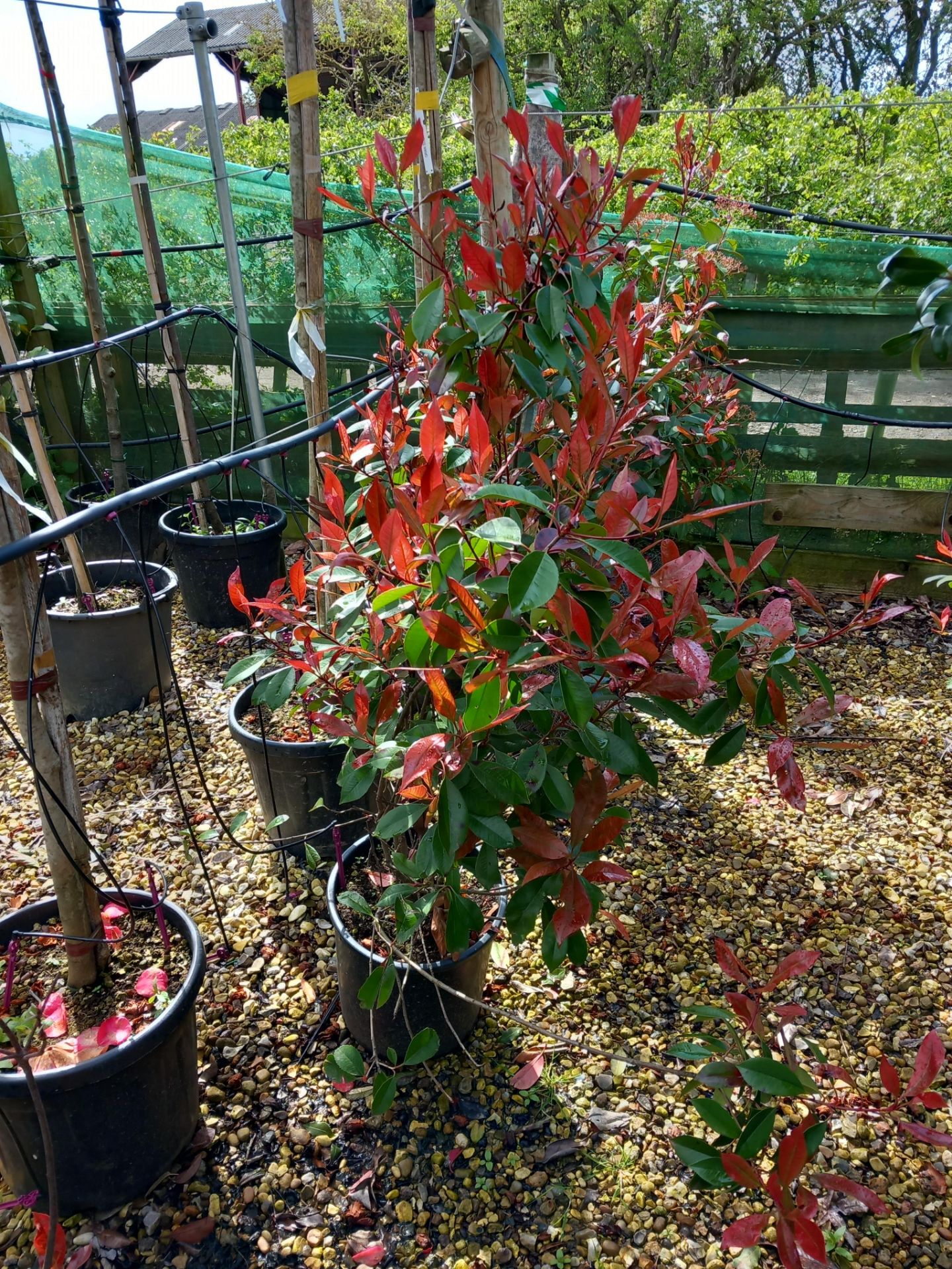 5 x Photinia Red Robbins Located to 7B (Viewing St - Image 2 of 2