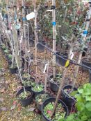 7 x Various Wisteria Climbers, to include Floribun