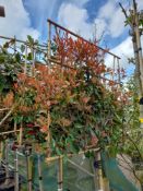 5 x Red Robin ½ Standard Pleached trees (clear ste