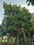 2 x Pleached Camellia Japonica Snowball (Standard,