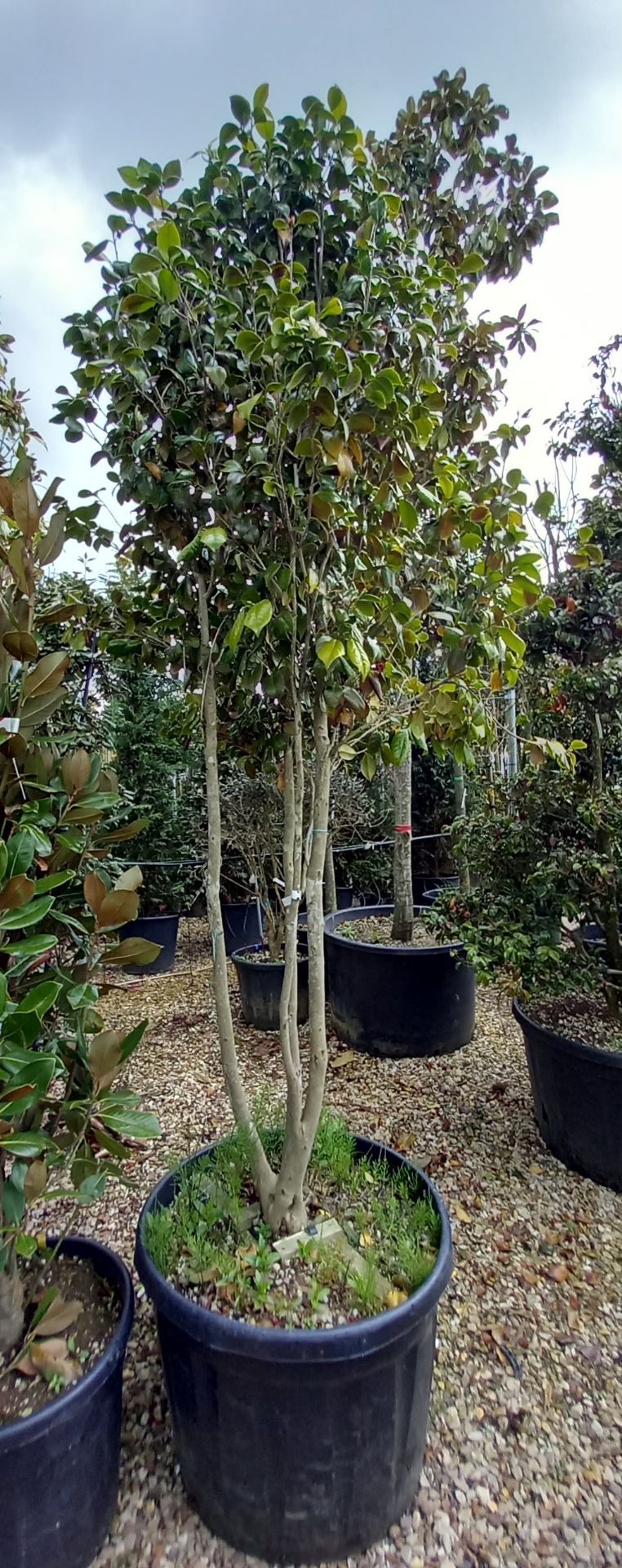 Camellia Japonika Multi stem (3m) Located to 26/25