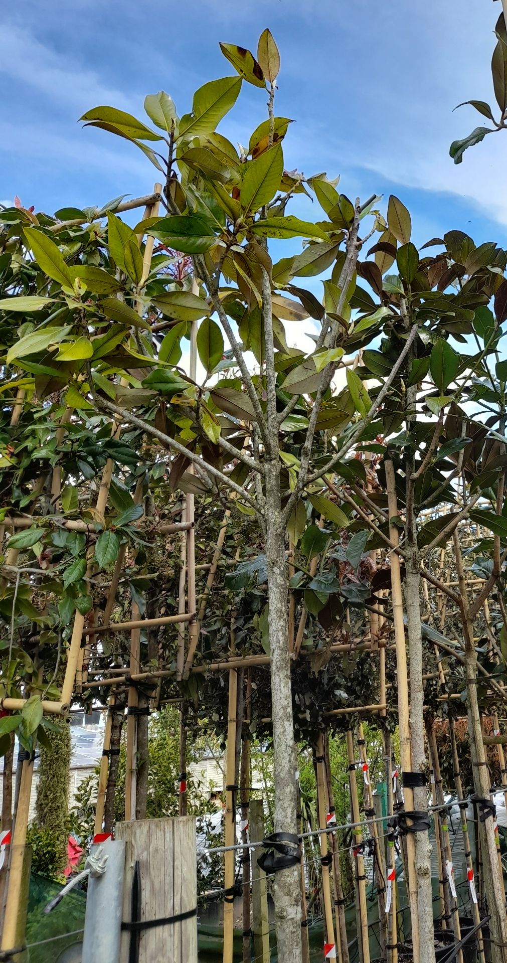 10 x Various Magnolia Grandiflora trees, located t - Image 2 of 5