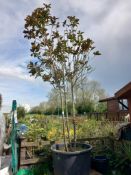 Magnolia Grandifloura Multi Stem (3.5m) Located to