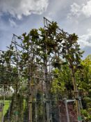 5 x Various Pleached Magnolia Grandiflora (Standar