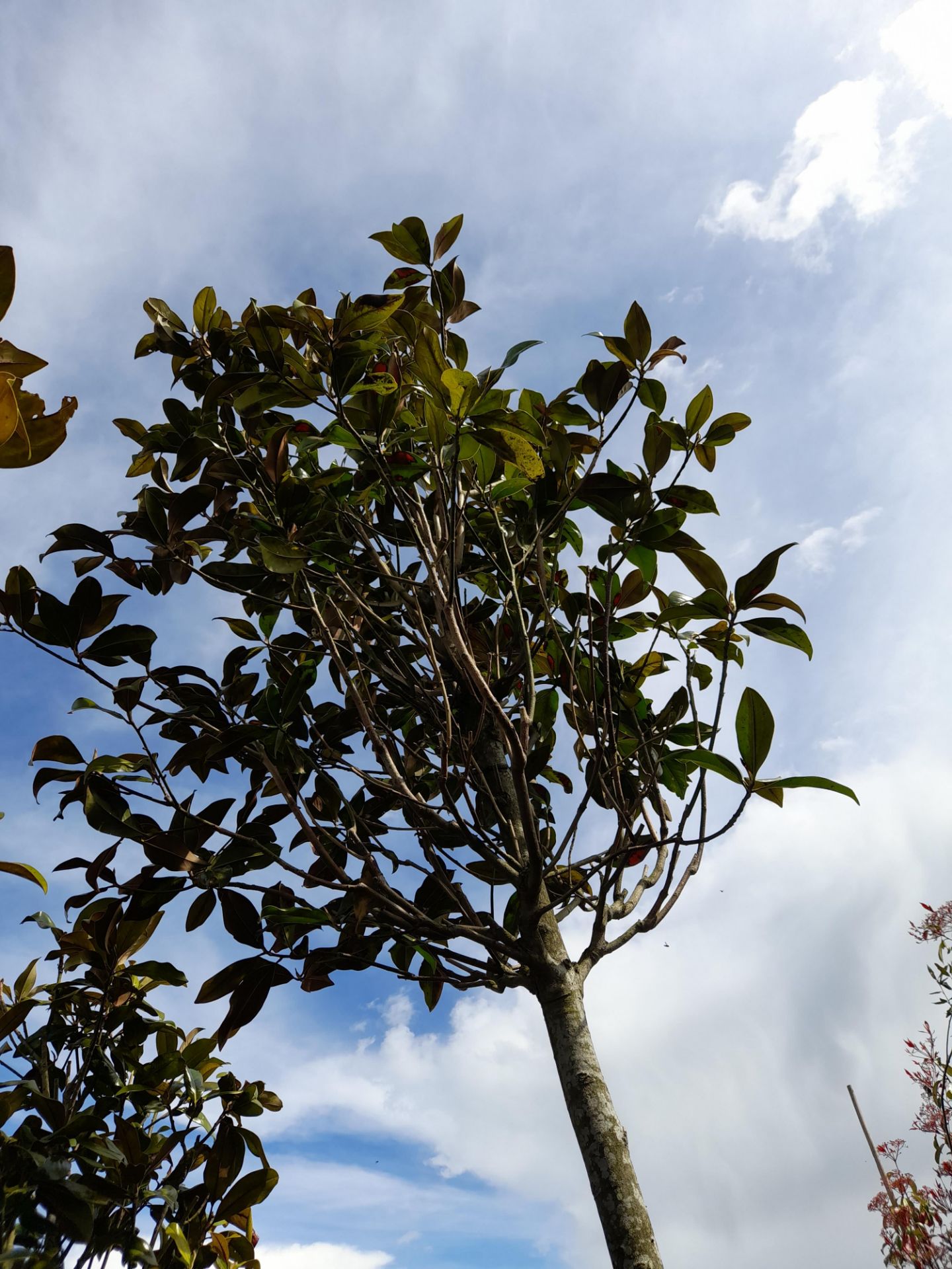 1 x Magnolia Grandiflora, located to 10A. (Viewing