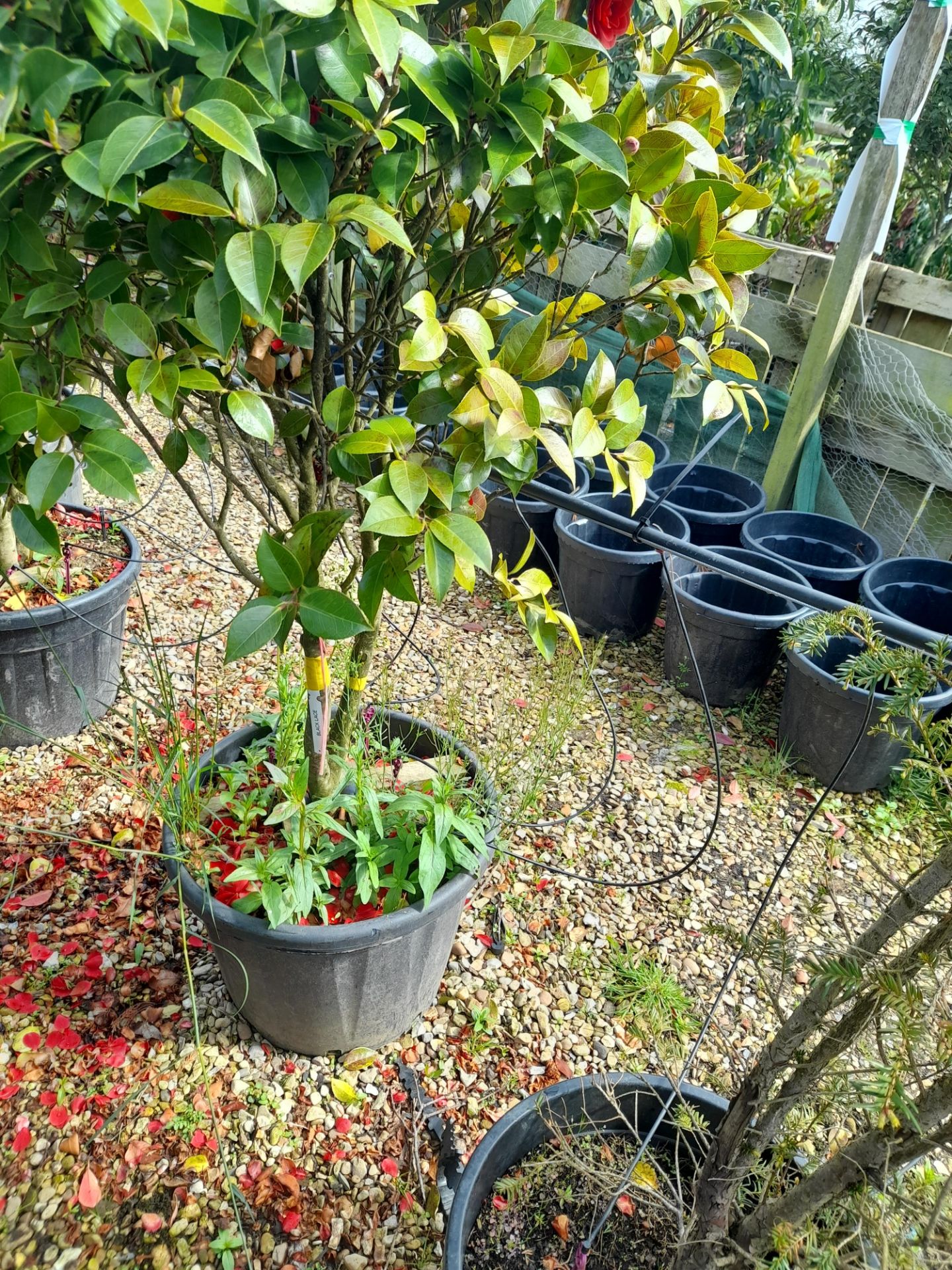 2 x Camellia Japonica Black Lace Multi-stem, locat - Image 3 of 5