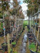 8 x Various Wisteria Climbers, to include Ikoyama,