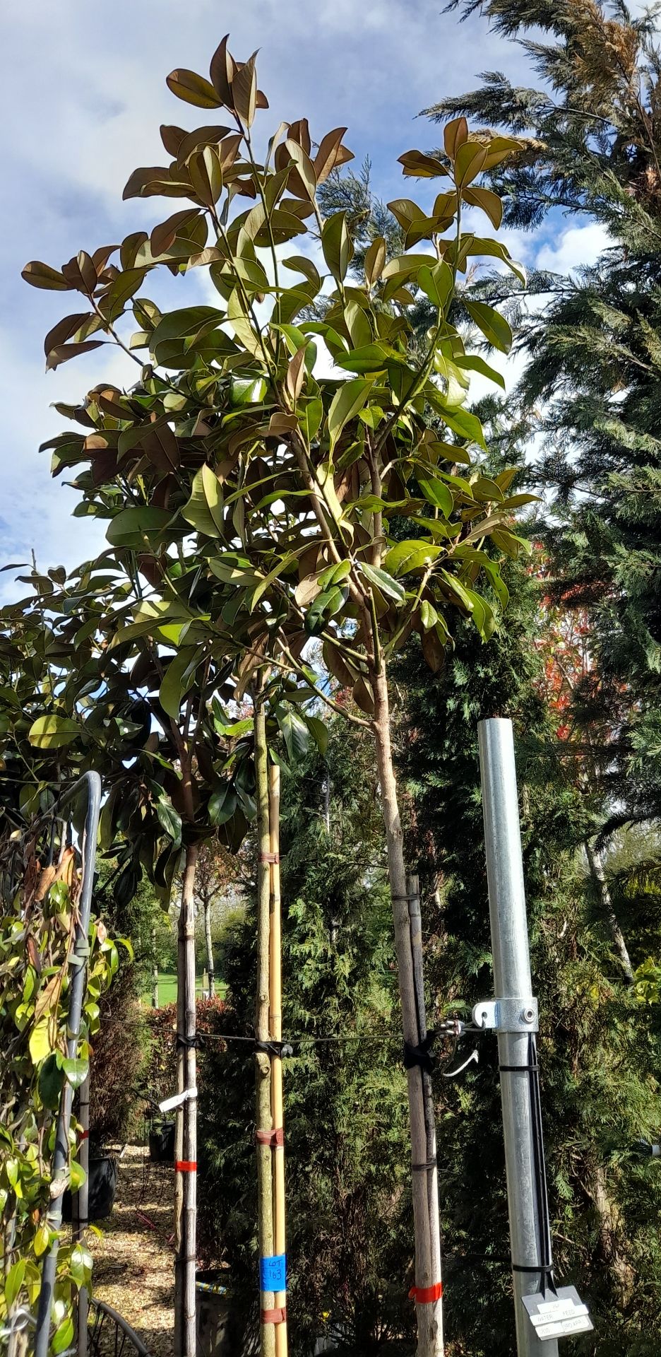 2 x Magnolia Grandiflora Praecox (Standard, 6 - 10