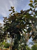5 x Magnolia Grandiflora Praecox (Standard, 6 - 8)