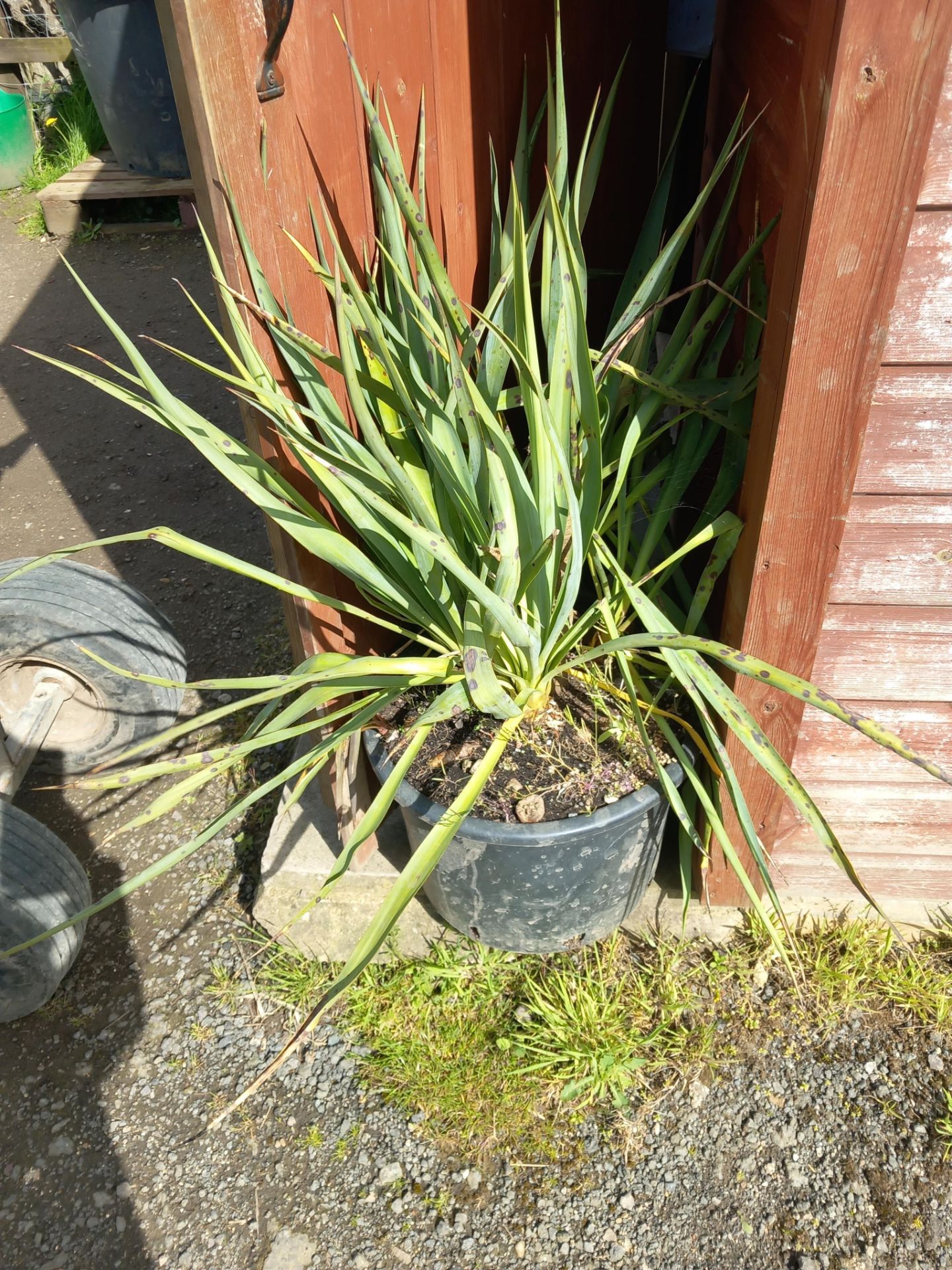 2 x Cordylin Australis Multi Stem Located to Offic - Image 2 of 2