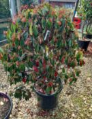 4 x Photinia Red Robin Cone (175 – 200 height), lo